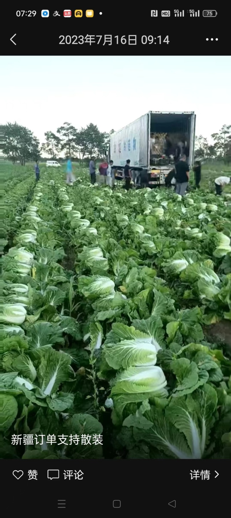 湖北武汉蔬菜基地直供大白菜，新鲜个头大量大从优