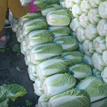 湖北武汉蔬菜基地直供大白菜，新鲜个头大量大从优