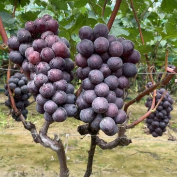 本地葡萄大量上市，品种齐全，望新老客户前来采购。