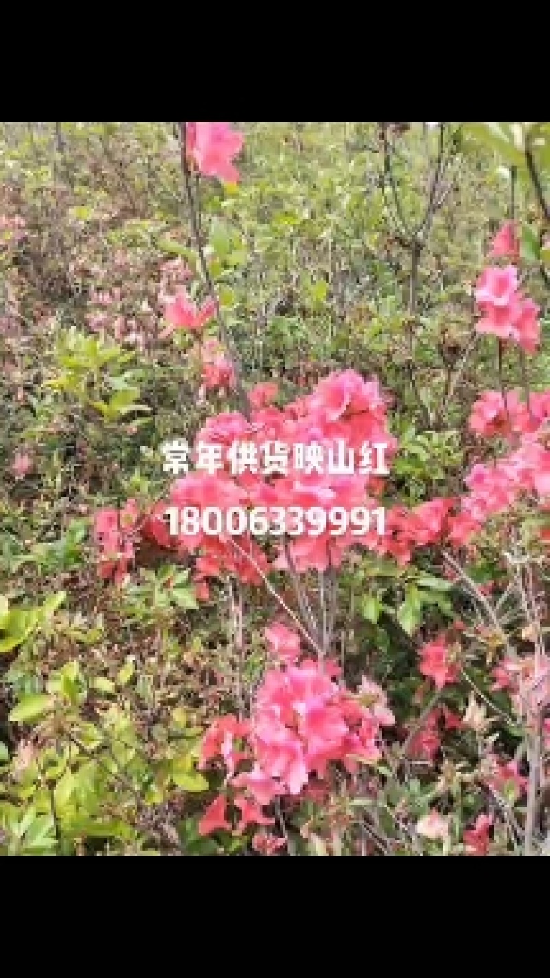 日照市三庄镇映山红育苗中心，常年供红，黄，紫色映山红。