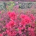 日照市三庄镇映山红育苗中心，常年供红，黄，紫色映山红。