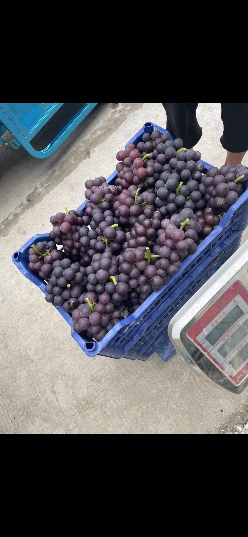 本地葡萄大量上市，品种齐全，望新老客户前来采购。