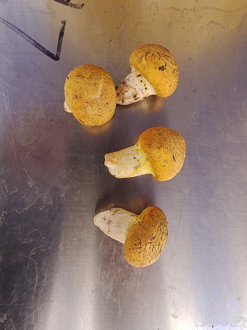 青藏高原新鲜黄菇，高海拔4000米生长，无污染