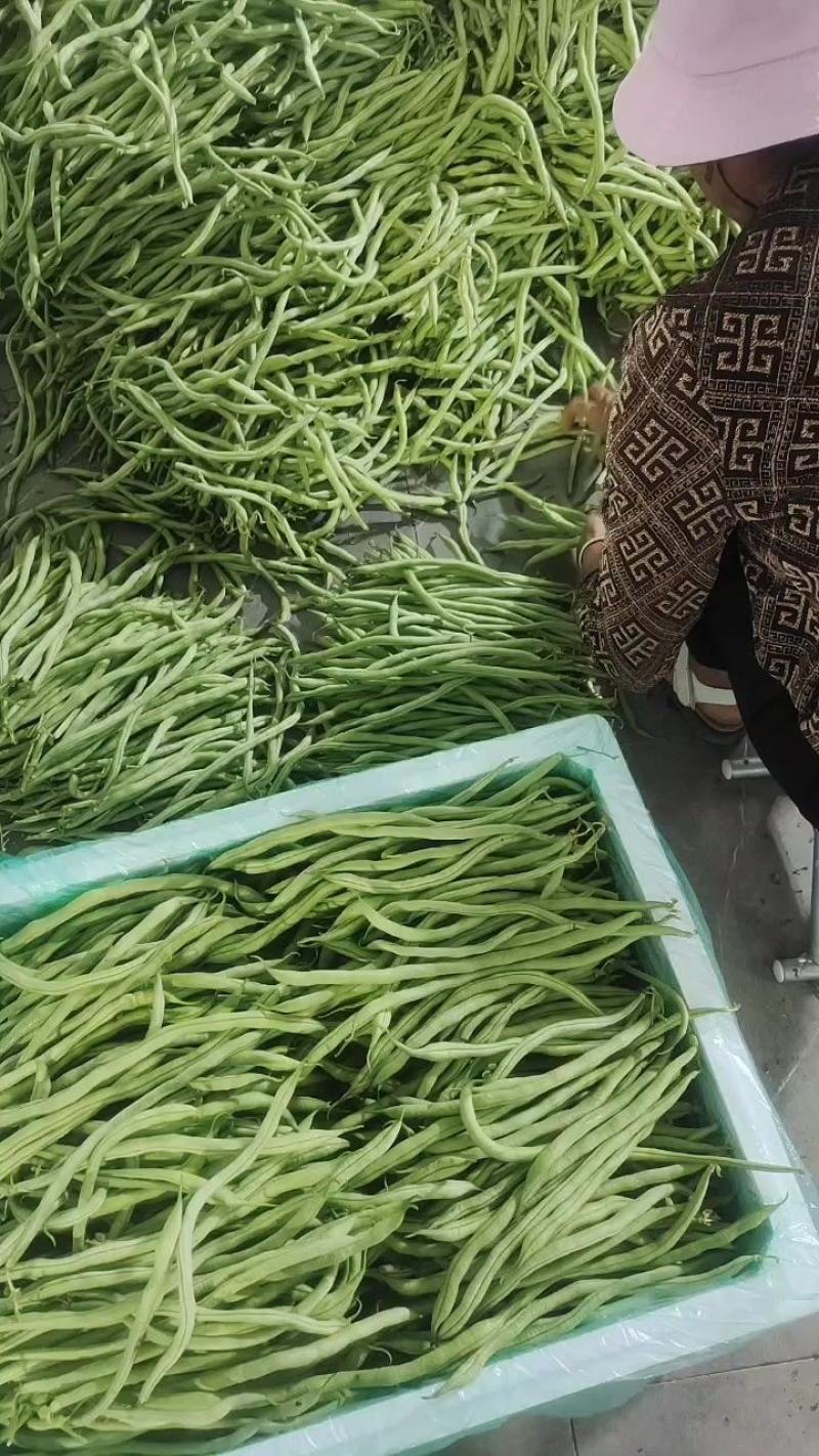 [热卖]云南无筋豆角四季豆产地直发专业代办