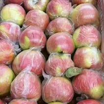 【美八苹果/红露苹果】冰糖心产地批发，口感脆甜，保质保量