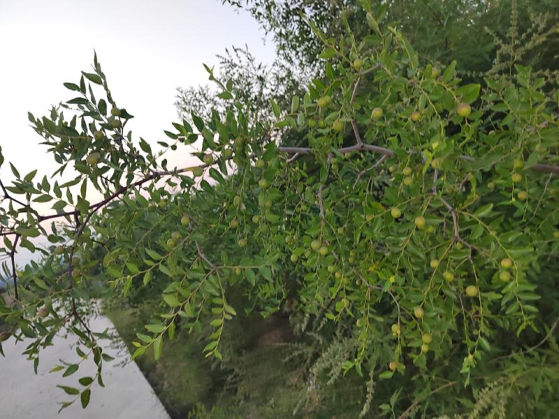 河北邢台内丘临城道地中药材酸枣苗湿酸枣全国供应当年挂果