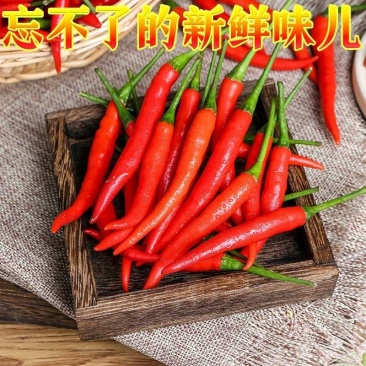 [推荐]云南新鲜小米椒特辣辣椒产地直发专业代办
