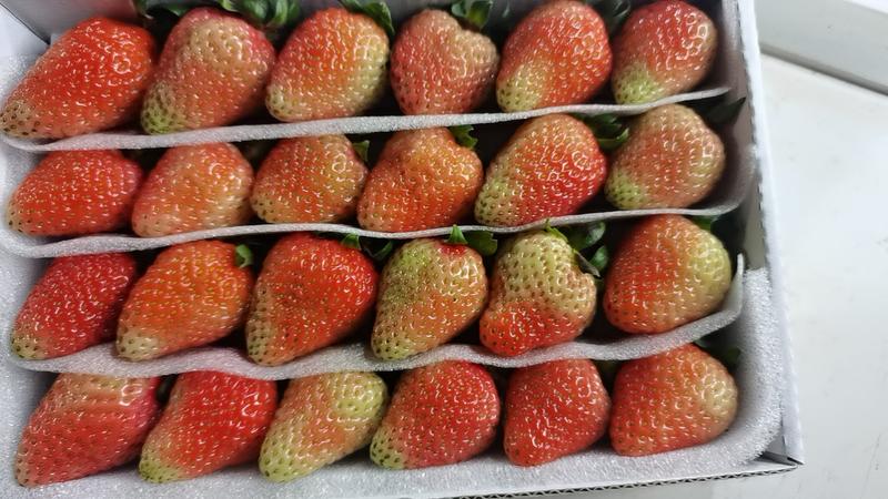 云南，冬草莓已大量上市，长年不断货，夏季草莓已大量上市