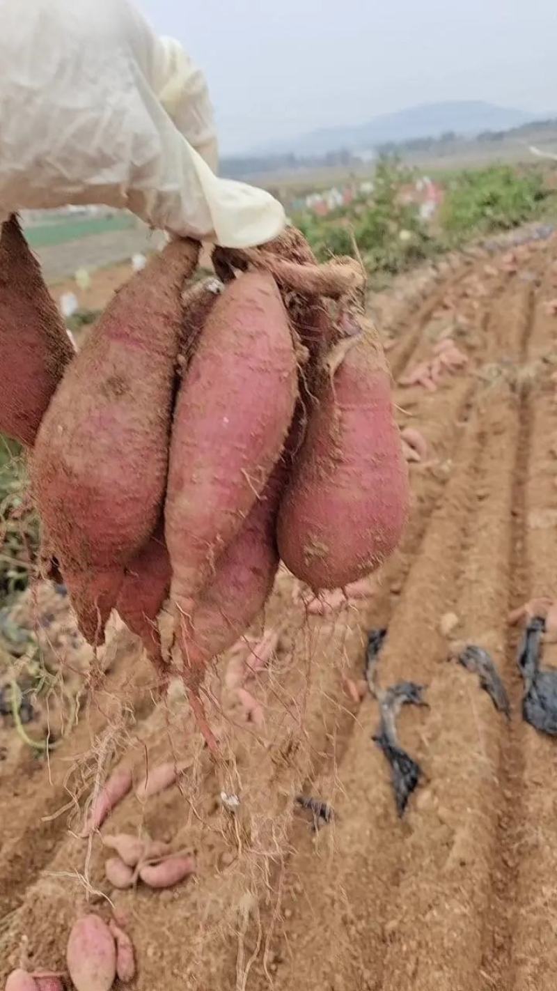 河北临漳济薯26板栗薯大量上市口感软糯香甜全国发货