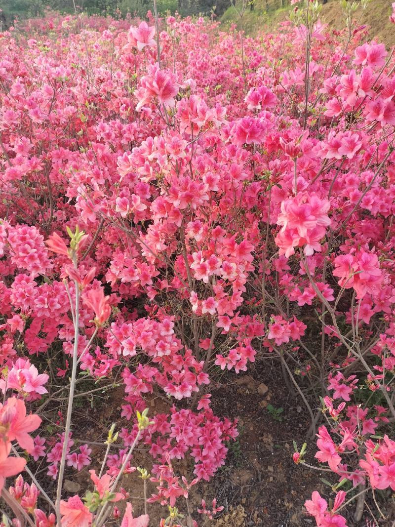 日照市三庄镇映山红育苗中心，常年供，红黄紫色大小苗映山红