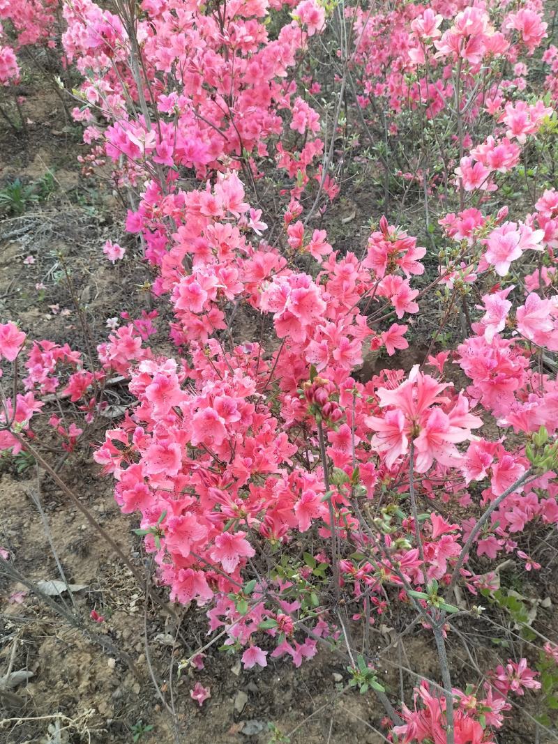 日照市三庄镇映山红育苗中心，常年供，红黄紫色大小苗映山红