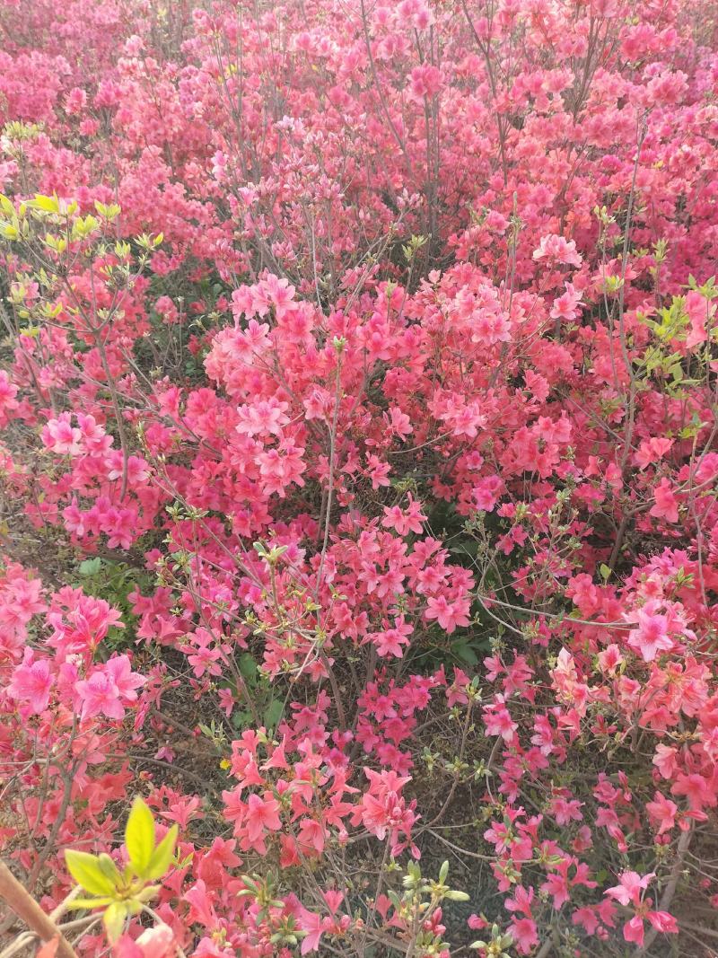 日照市三庄镇映山红育苗中心，常供，红黄紫映山红1到十年苗
