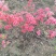 日照市三庄镇映山红育苗中心，常供，红黄紫映山红1到十年苗