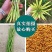 华油98纯黄籽油菜种子早熟/抗病/矮杆/油质清香