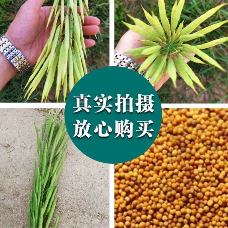 华油98纯黄籽油菜种子早熟/抗病/矮杆/油质清香