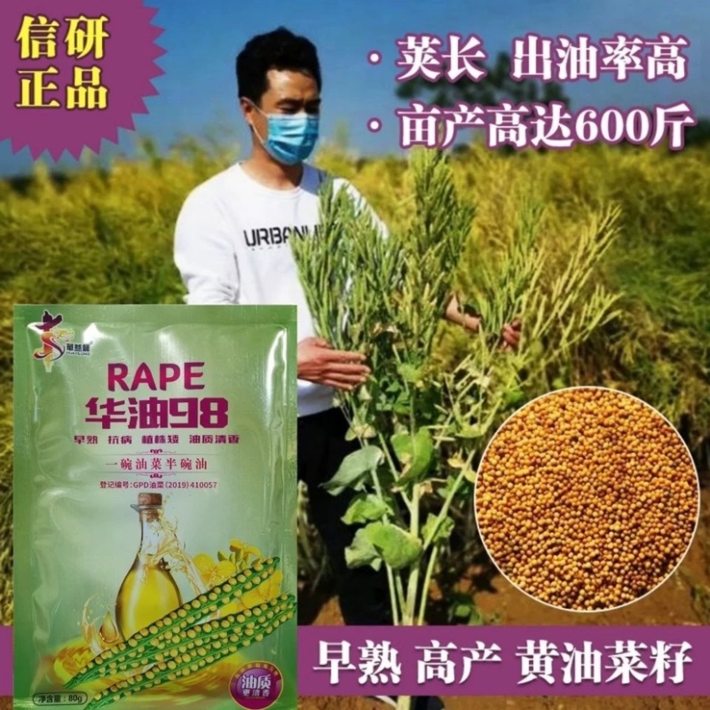 华油98纯黄籽油菜种子早熟/抗病/矮杆/油质清香