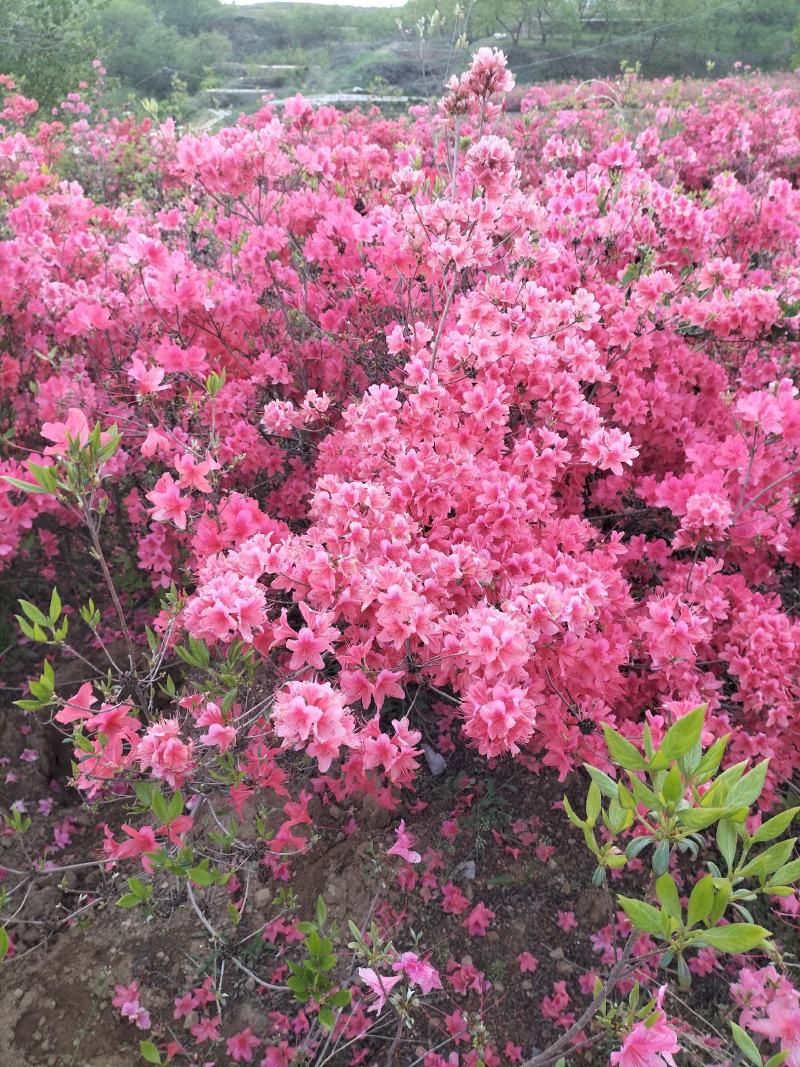 日照市三庄镇映山红育苗中心常年供大红，粉红，紫色，黄色，