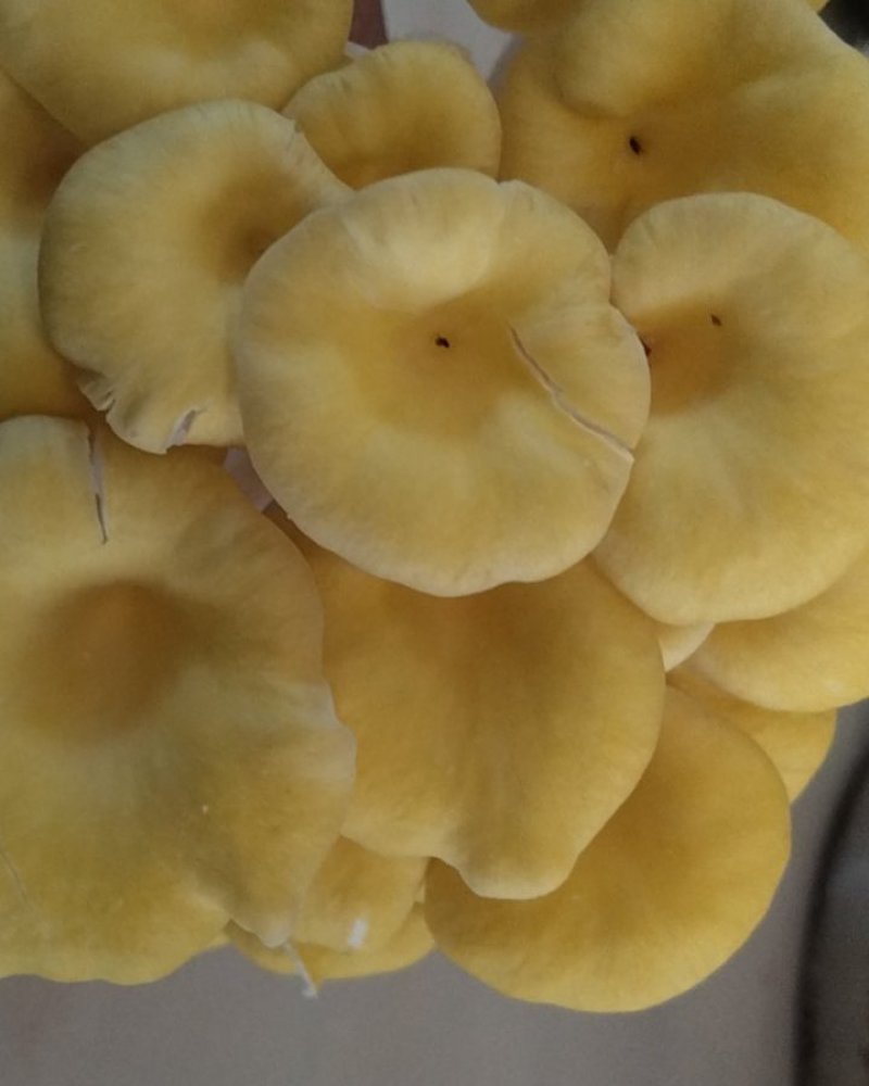 云南鸡油菌