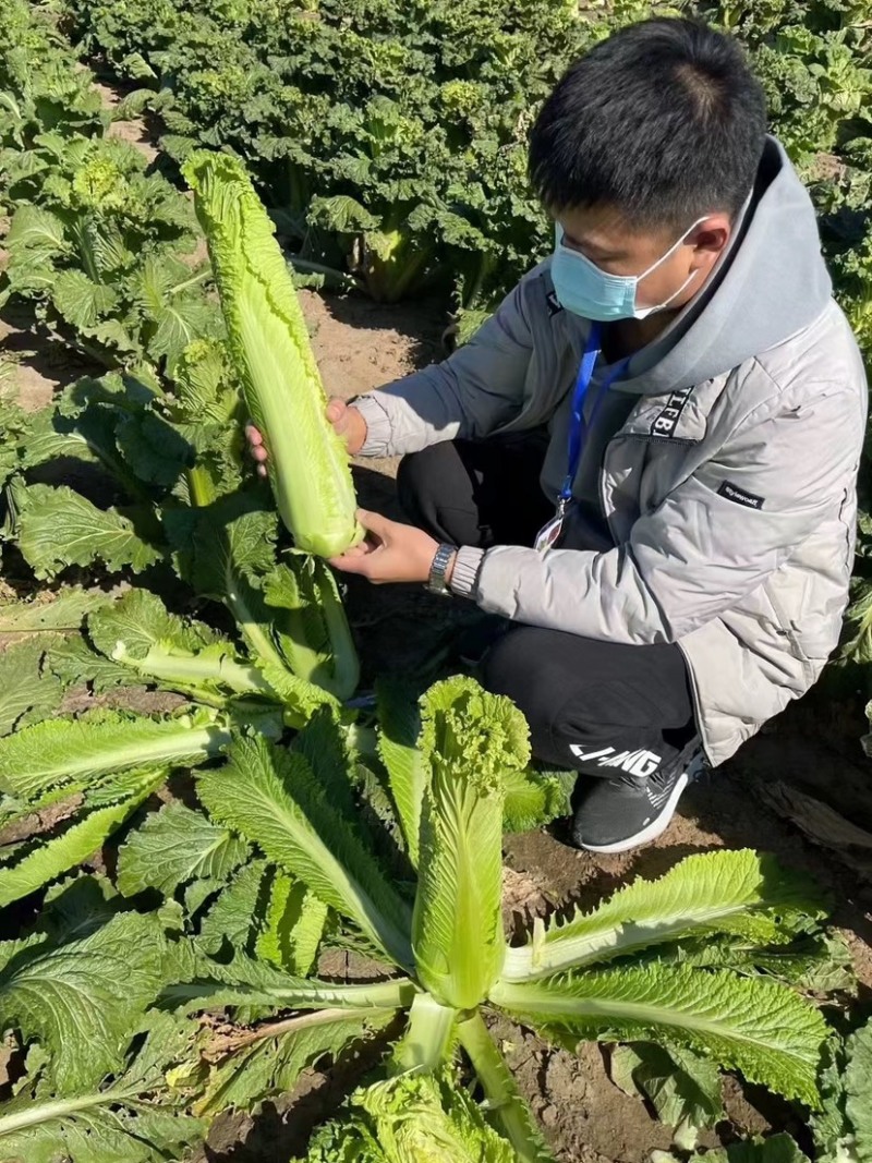 水果白菜种子龙牙白菜绍菜青麻叶易烹炒品质佳耐储运