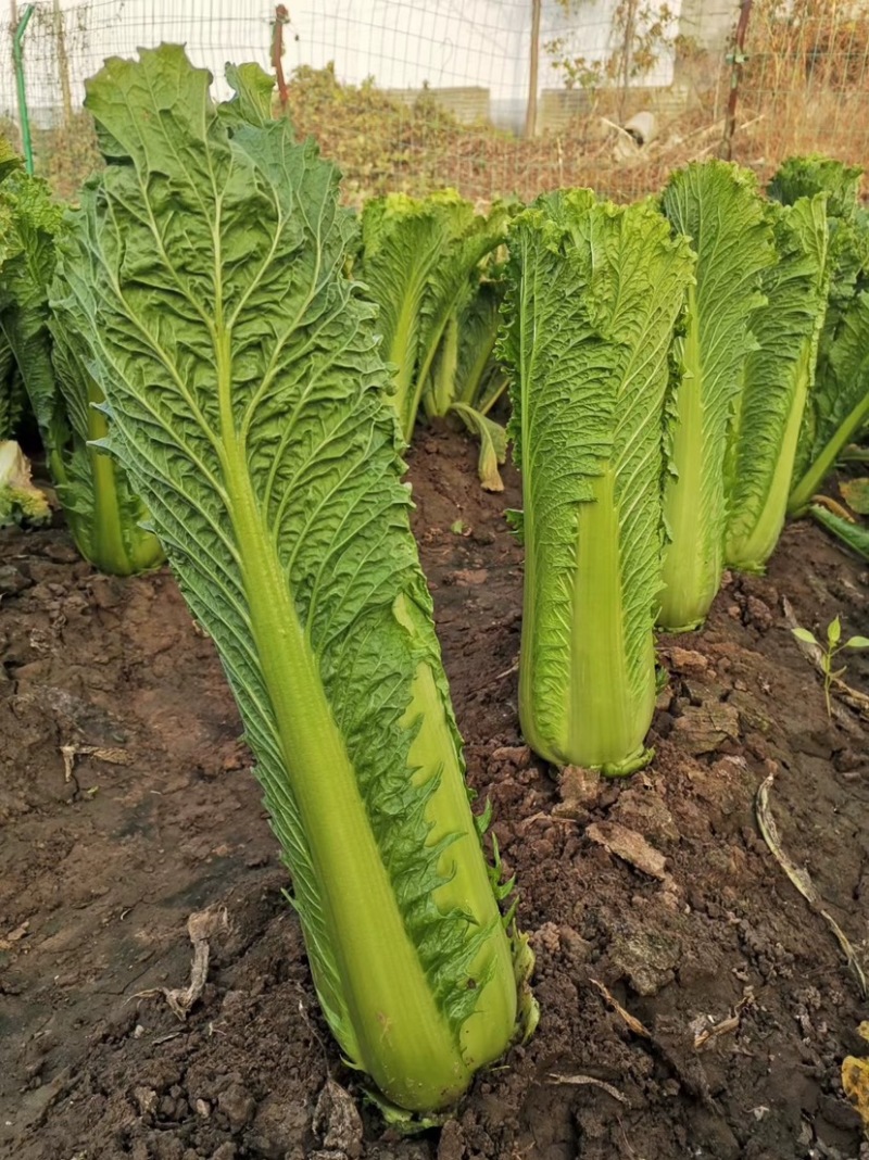 水果白菜种子龙牙白菜绍菜青麻叶易烹炒品质佳耐储运