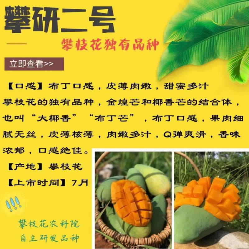 攀岩二号（大椰香）