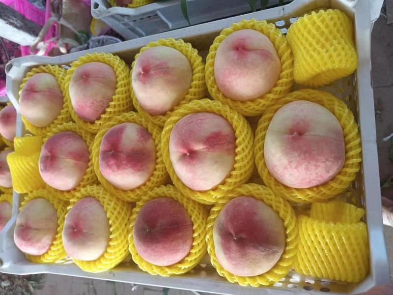 精品桃子毛桃早凤王货源充足大量上市量大从优欢迎咨询