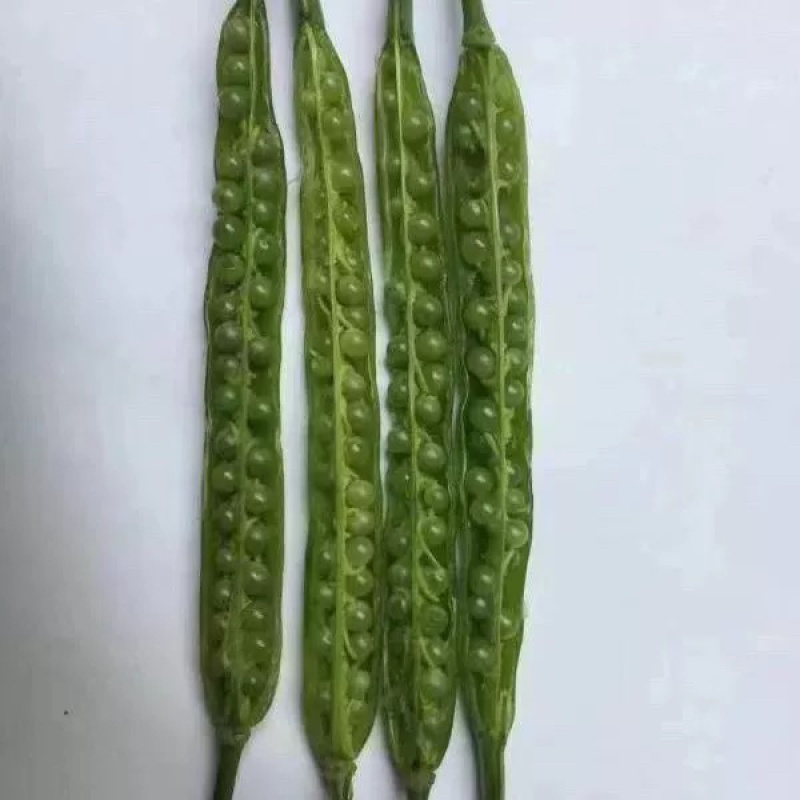 荣华油10号杂交油菜种子抗寒耐旱高产高油低芥酸