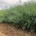 荣华油10号杂交油菜种子抗寒耐旱高产高油低芥酸