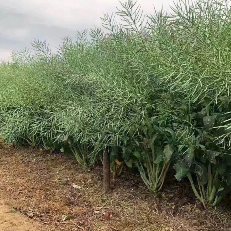 荣华油10号杂交油菜种子抗寒耐旱高产高油低芥酸