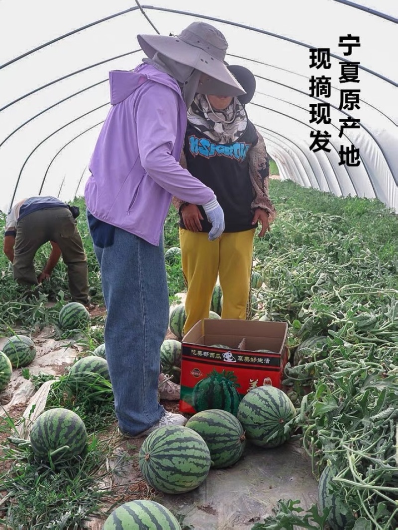 宁夏美都西瓜上市中..............