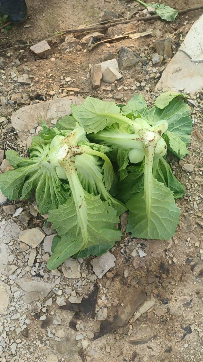 苦菜芥菜酸菜泡菜，基地直发，一手货源，直采装车