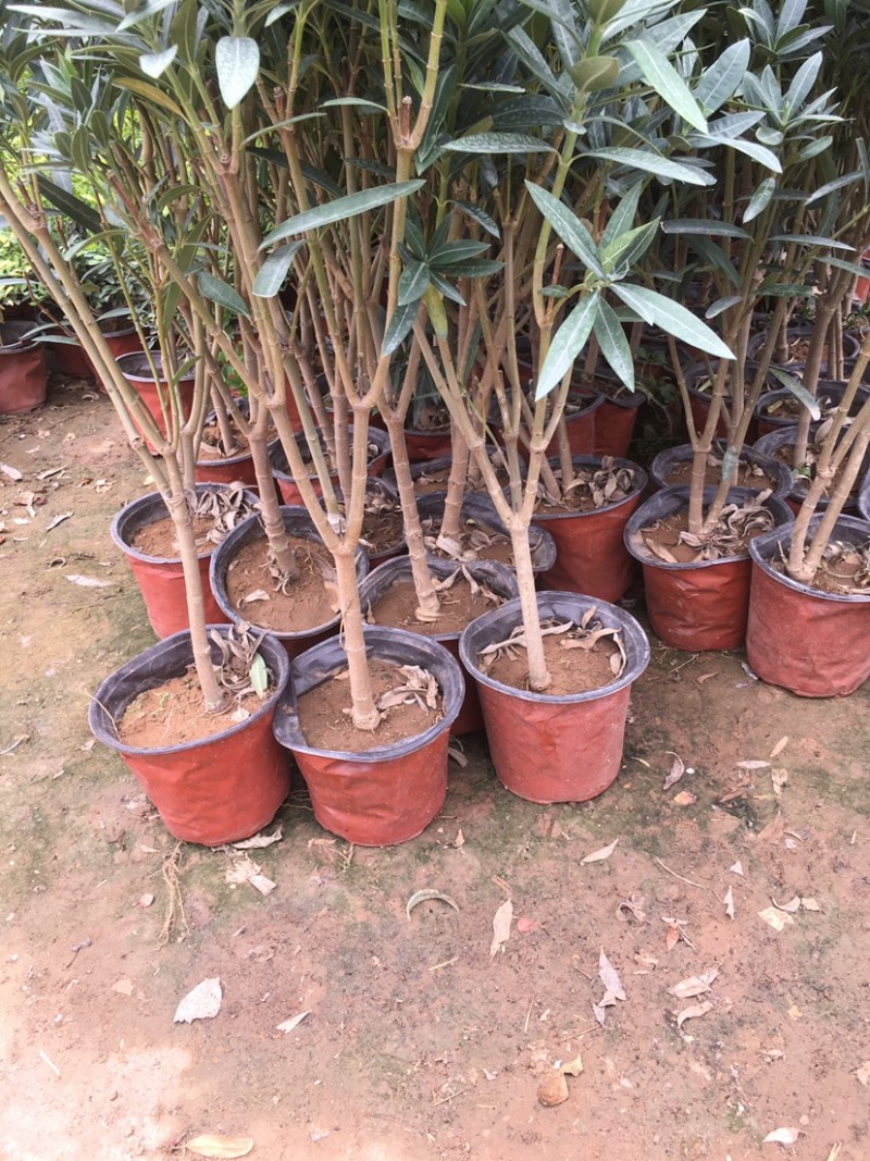 精品夹竹桃