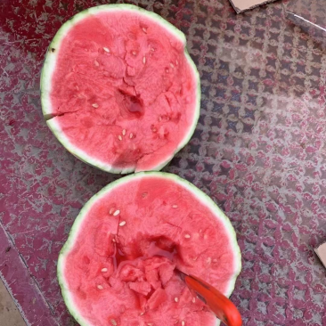 宁夏美都西瓜上市中..............