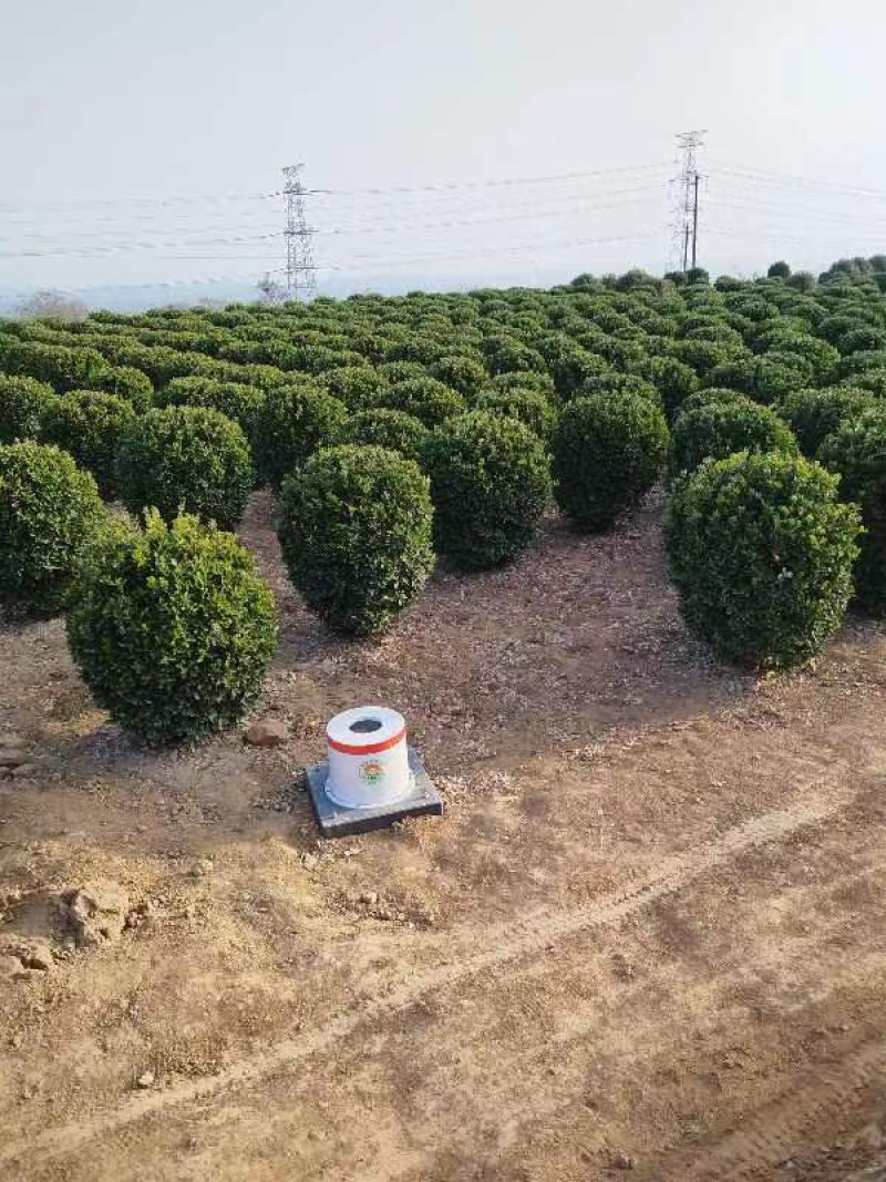 精品冬青球