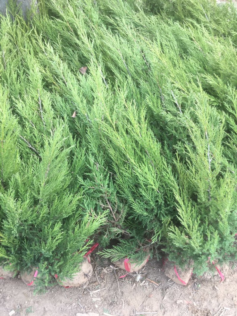 出售80–150厘米蜀桧