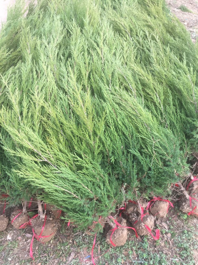 出售80–150厘米蜀桧