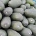 精品水果小冬瓜，大量供应