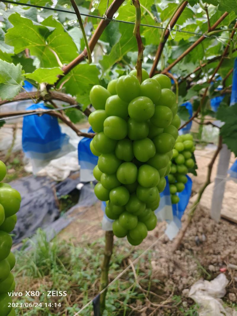 无籽葡萄批发阳光玫瑰晴王浙江台州三门直发对接商超团购