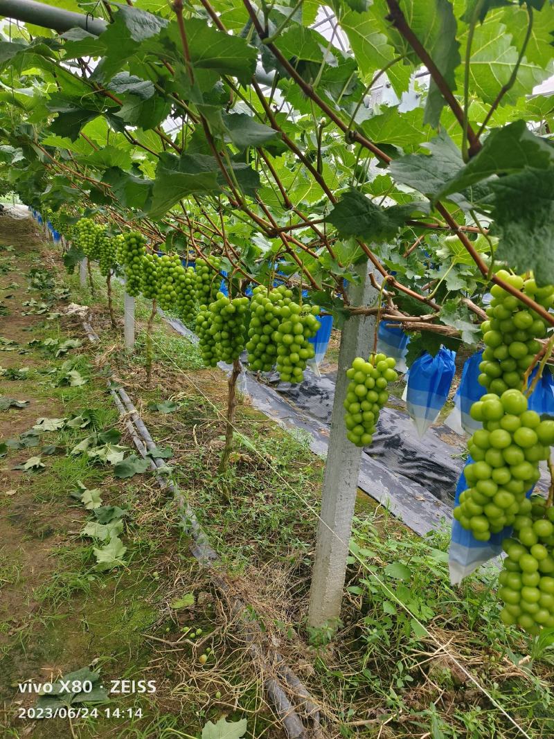 无籽葡萄批发阳光玫瑰晴王浙江台州三门直发对接商超团购