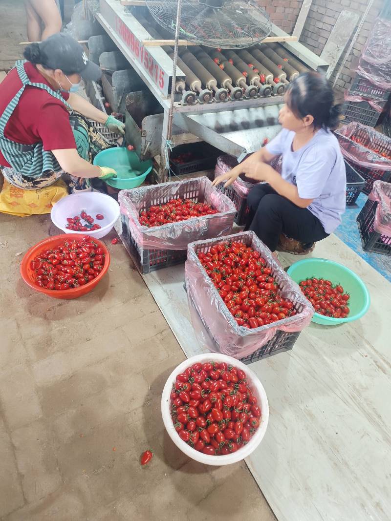 河北衡水【贝贝圣女果】圣女果对接电商市场商超等各类客户