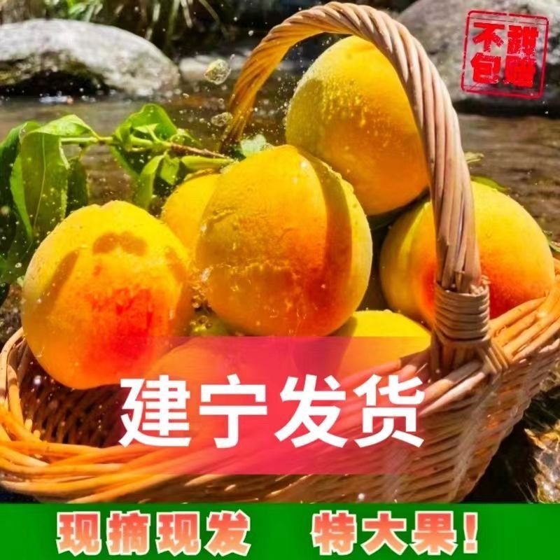 建宁锦绣黄桃爆甜多汁当季水果福建特产正宗