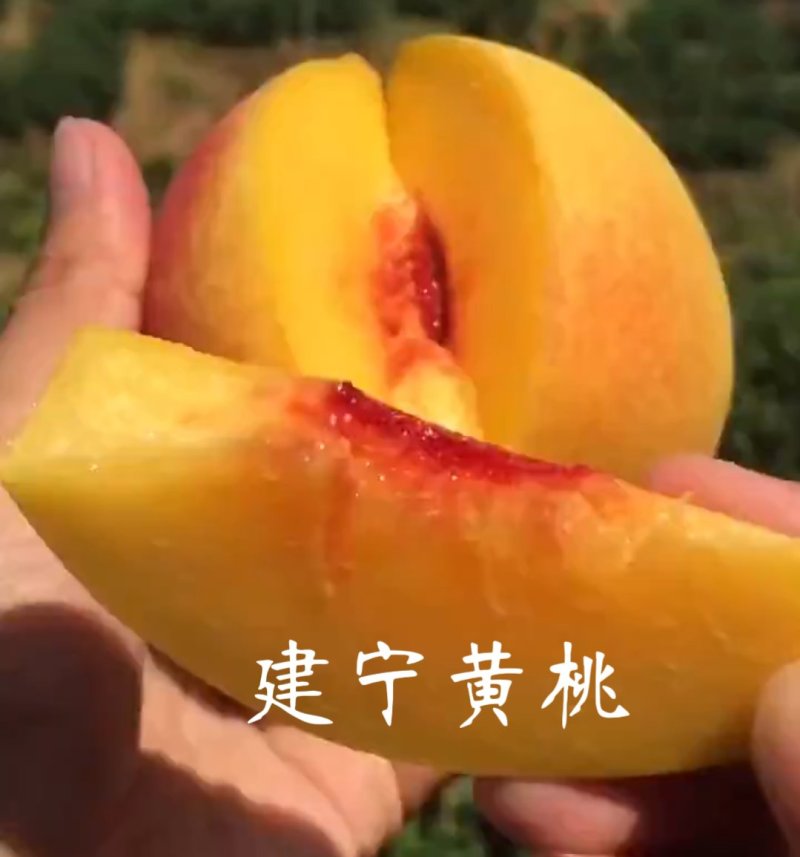 建宁锦绣黄桃爆甜多汁当季水果福建特产正宗