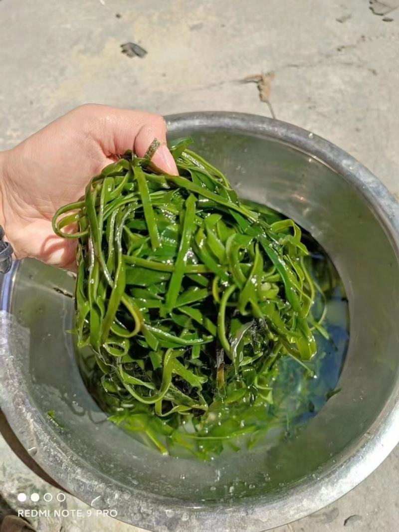 跑江湖烘干海带丝圈圈海带丝干海带丝厂家批发