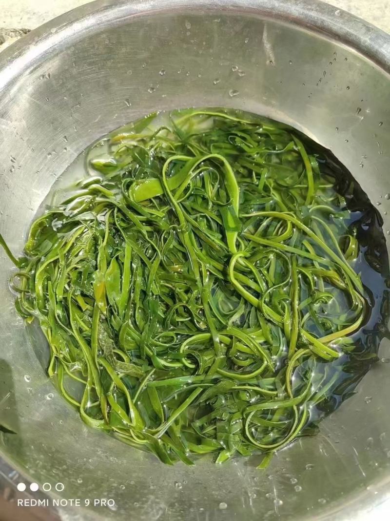 跑江湖烘干海带丝圈圈海带丝干海带丝厂家批发