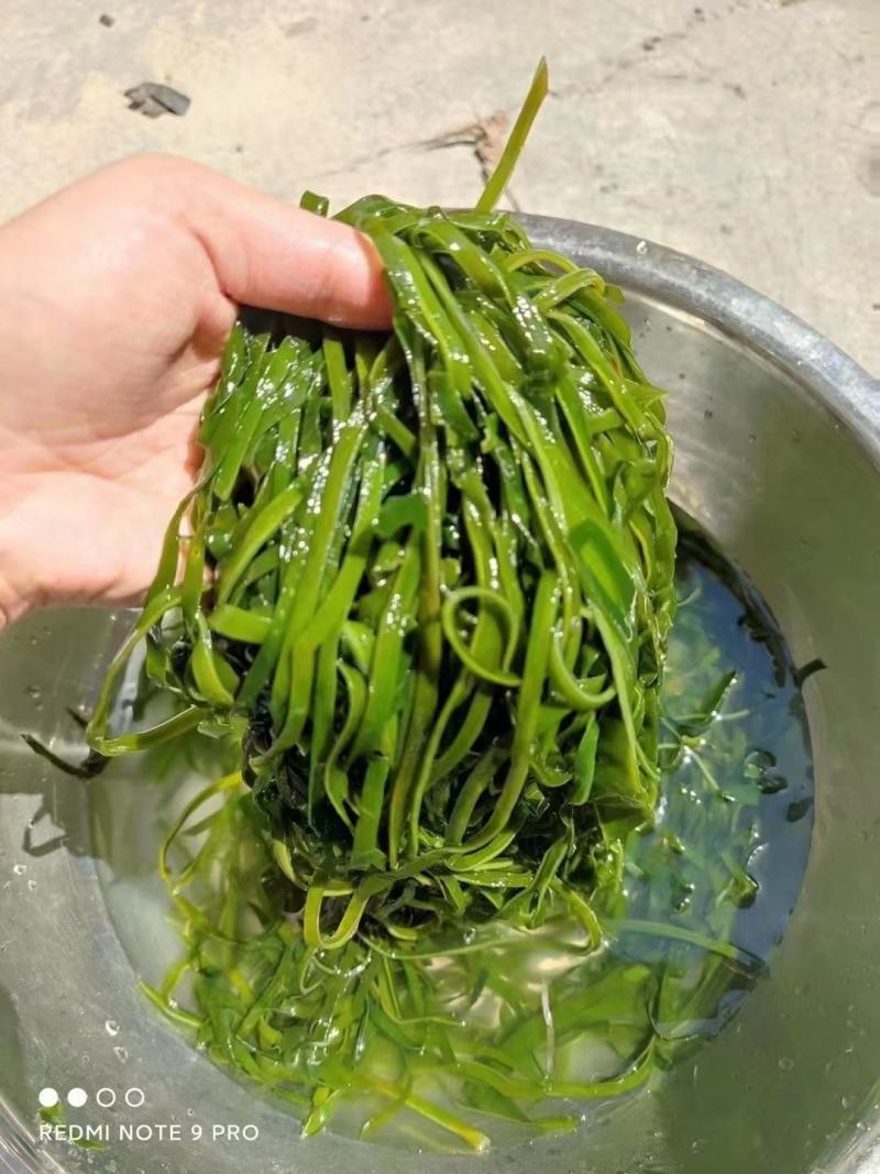 跑江湖烘干海带丝圈圈海带丝干海带丝厂家批发