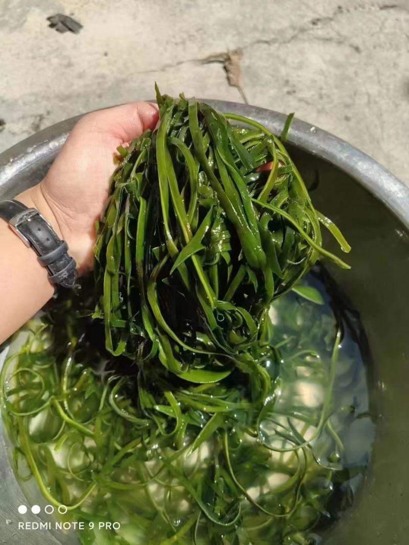 跑江湖烘干海带丝圈圈海带丝干海带丝厂家批发