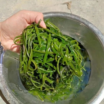 跑江湖烘干海带丝圈圈海带丝干海带丝厂家批发