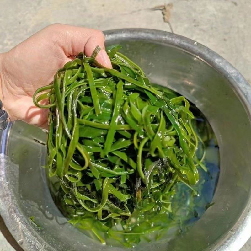 跑江湖烘干海带丝圈圈海带丝干海带丝厂家批发