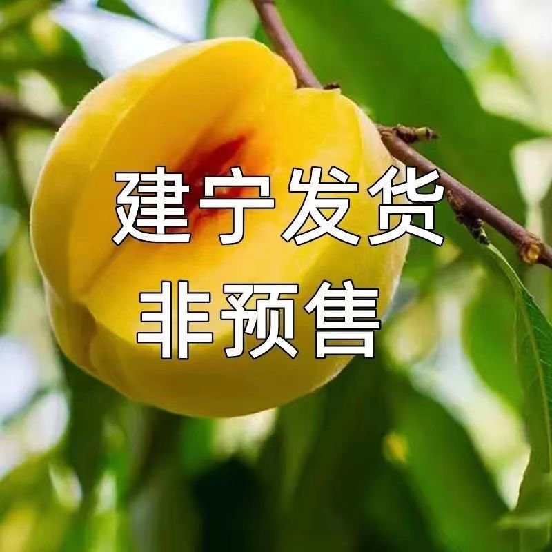 福建特产正宗建宁锦绣黄桃多汁当季水果