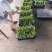 无籽阳光玫瑰高品质葡萄批发晴王台州三门基地直发对接全国